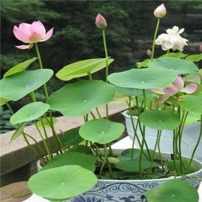Premium Flower Seeds (40 Pcs)