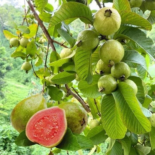 Organic Guava Seeds (Free Pot Mixture 100 gm)